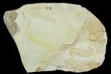 Fossil Pea Crab (Pinnixa) From California - Miocene #128092-1